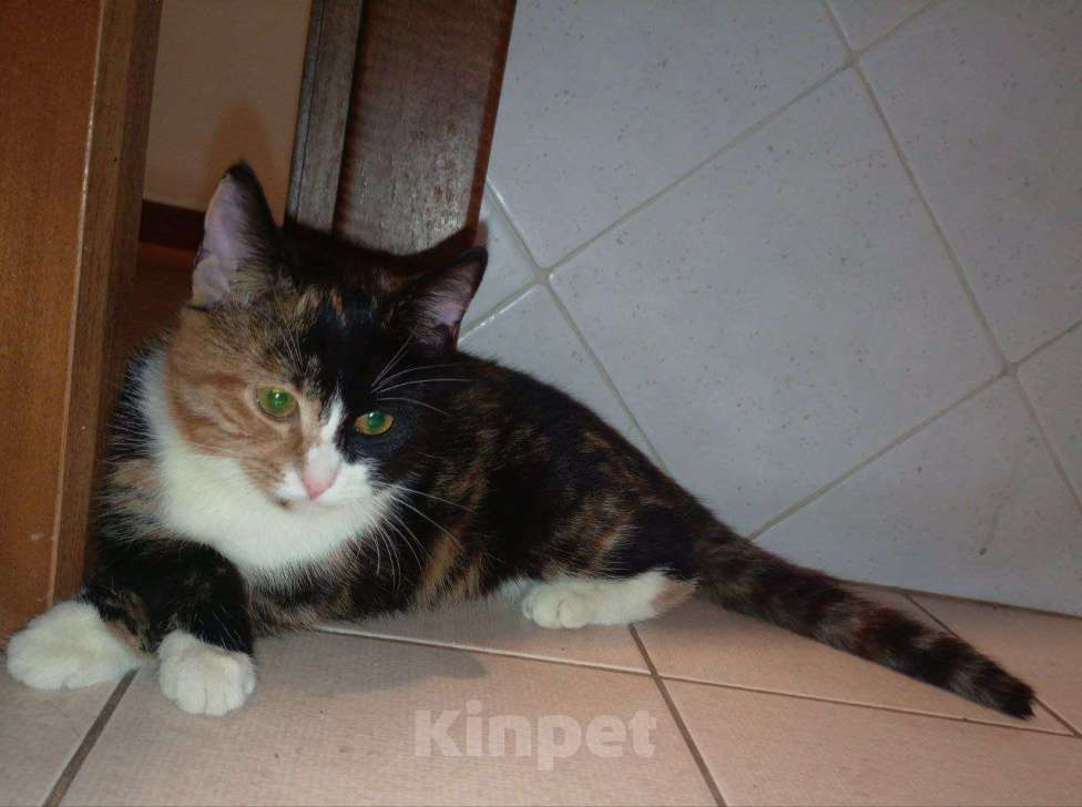 Кошки в Москве: Трехцветный котенок Умка в добрые руки Девочка, 1 руб. - фото 4