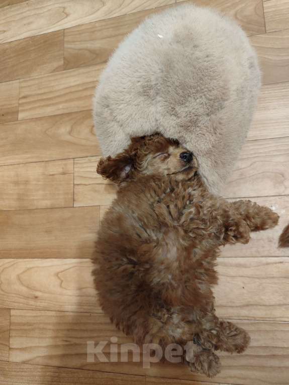 Собаки в Джанкое: Той пудель шоу класса от титулованных родителей. (26см) С Генетическими тестами по здоровью. Д Девочка, 150 000 руб. - фото 3