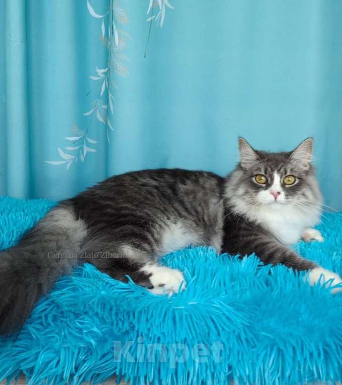 Кошки в Москве: Сибирская девочка Царевна. Девочка, 35 000 руб. - фото 4