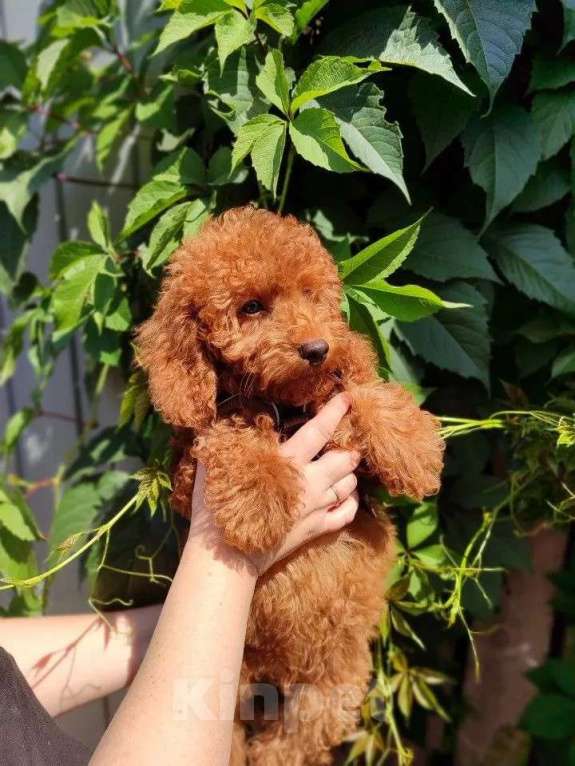 Собаки в Таганроге: Продам щенка той пуделя .Ред Браун. Мальчик, 40 000 руб. - фото 5