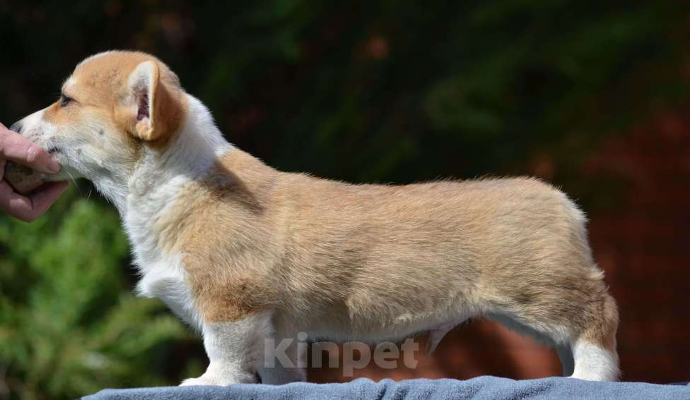 Собаки в Самаре: Вельш Корги пемброк. Мальчик, 80 000 руб. - фото 6