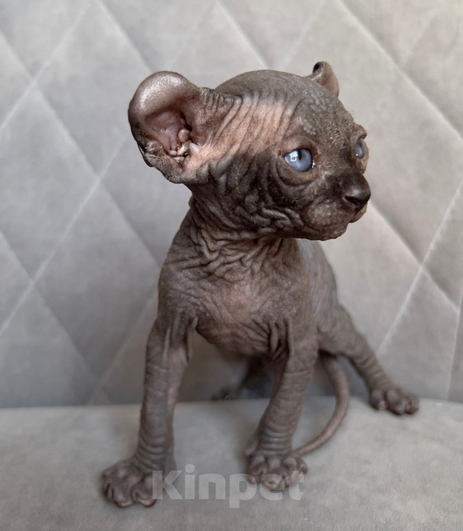 Кошки в Омске: Котенок Эльф Девочка, 50 000 руб. - фото 1