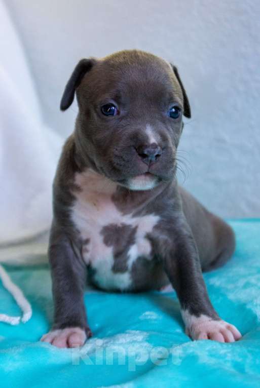 Собаки в Новосибирске: Открыты для резерва голубые аст Мальчик, 90 000 руб. - фото 6