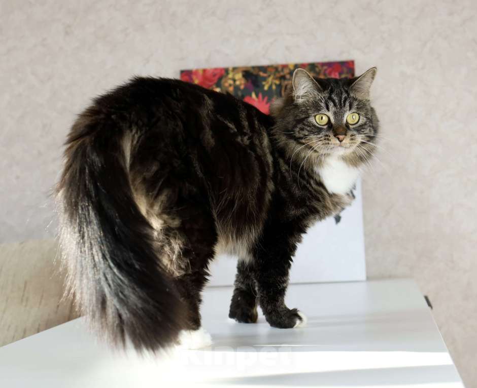Кошки в Новосибирске: Сибирская кошка Девочка, 15 000 руб. - фото 4