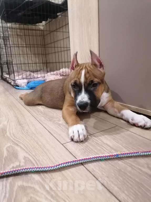 Собаки в Москве: Шикарная малышка амстаффа Девочка, 55 000 руб. - фото 2