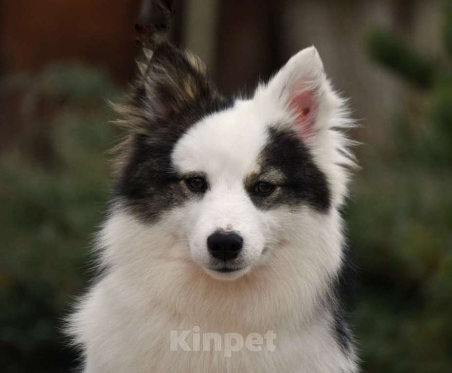 Собаки в Москве: Ненецкая оленегонная лайка. Сука Алекса. Девочка, 75 000 руб. - фото 3