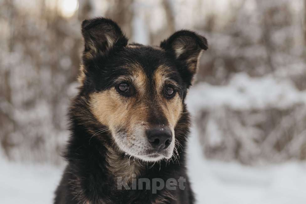 Собаки в Москве: Собака в добрые руки Мальчик, Бесплатно - фото 5