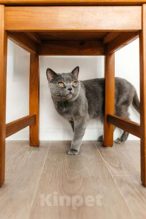 Кошки в Москве: Британская ласковая кошка Тучка в добрые руки Девочка, 1 руб. - фото 8