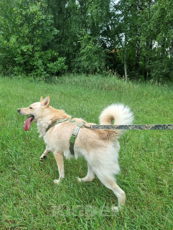 Собаки в Москве: Персик Мальчик, Бесплатно - фото 5
