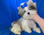 Собаки в Москве: Йорк с двумя синими глазами мини мальчик бэби фейс Мальчик, 130 000 руб. - фото 5