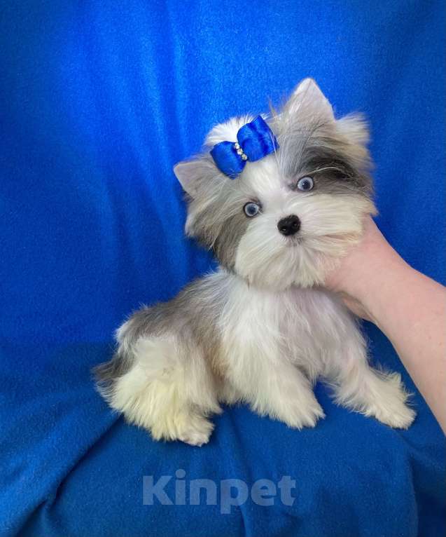 Собаки в Москве: Йорк с двумя синими глазами мини мальчик бэби фейс Мальчик, 130 000 руб. - фото 5