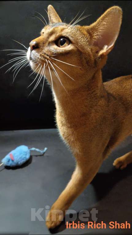 Кошки в Москве: Абиссинский красавчик для вчзки Мальчик, 9 000 руб. - фото 3