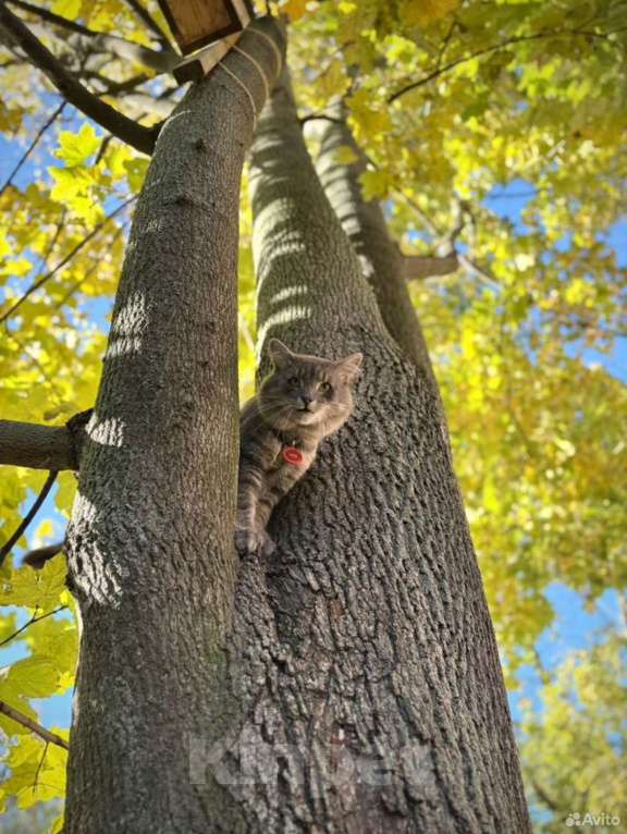 Кошки в Санкт-Петербурге: Молодой котик в добрые руки Мальчик, Бесплатно - фото 7