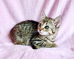 Кошки в Москве: Полосатый котёнок Крендель в добрые руки Мальчик, Бесплатно - фото 6
