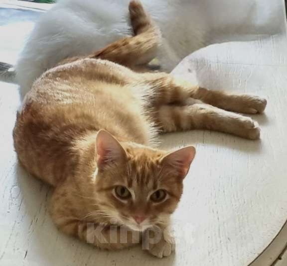 Кошки в Санкт-Петербурге: Кошечка Фрося ищет дом Девочка, Бесплатно - фото 3