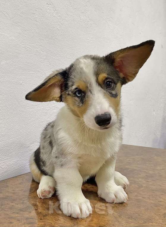 Собаки в Касли: Вельш-Корги Кардиган Разнополые, Бесплатно - фото 3
