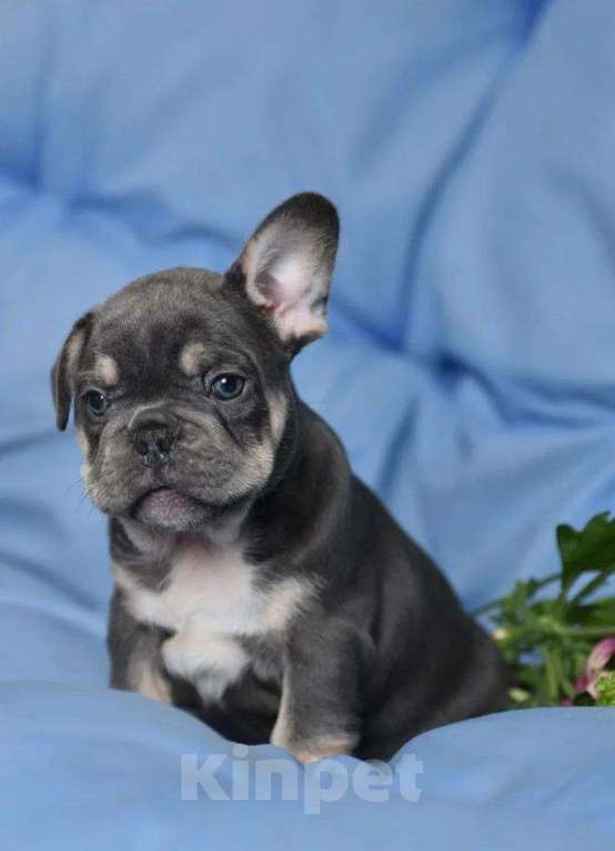 Собаки в других городах Воронежской области: Щенок французского бульдога Мальчик, 55 000 руб. - фото 3