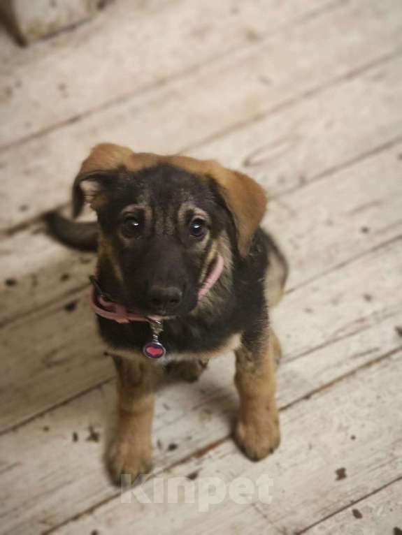 Собаки в Красногорске: Трогательная Сонечка 3 месяца ищет дом  Девочка, Бесплатно - фото 4