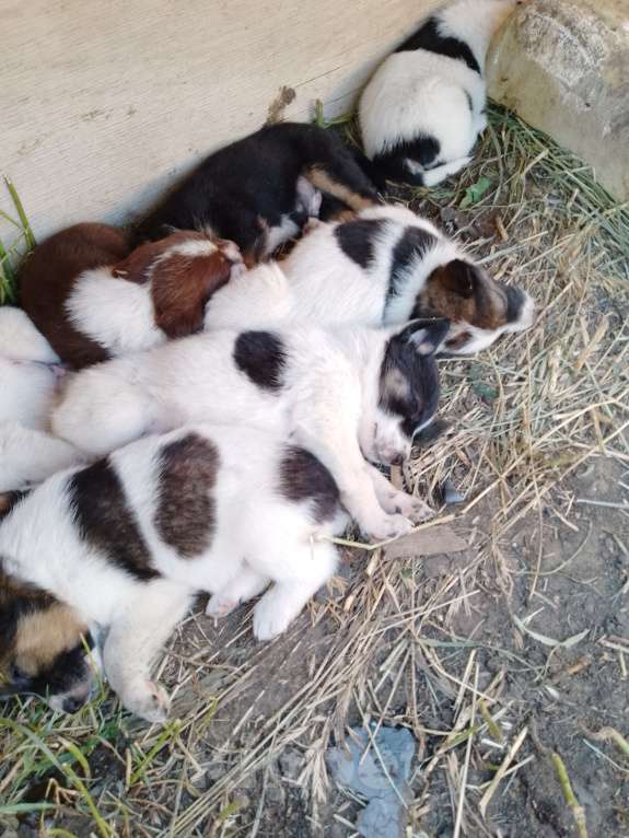 Собаки в Иркутске: Отдам щенков Мальчик, Бесплатно - фото 4