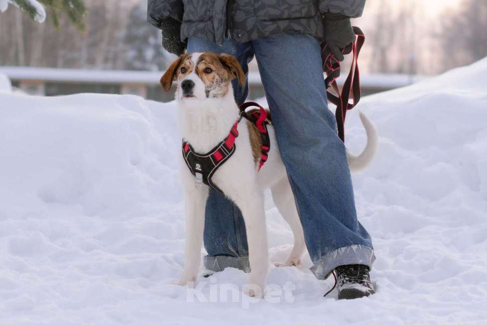 Собаки в Москве: Ищет дом маленькая белая принцесса Девочка, Бесплатно - фото 8