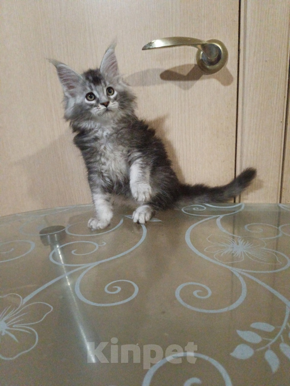 Кошки в других городах Кировской области: Мейн кун  котёнок Купидон Мальчик, 80 000 руб. - фото 5
