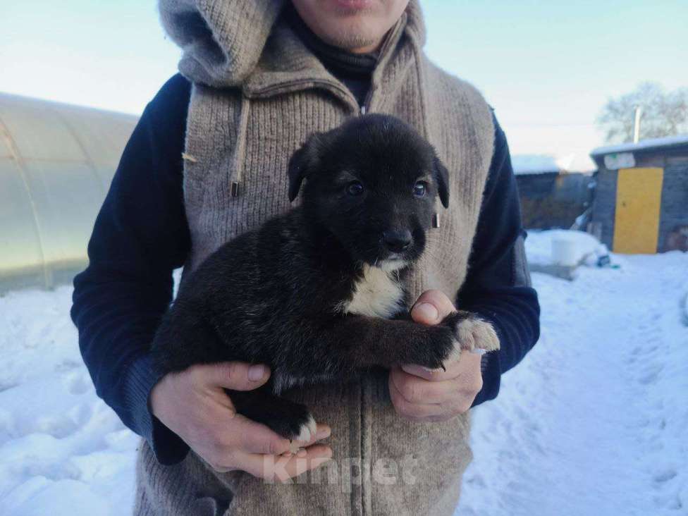 Собаки в Улане-Удэ: Отдам в добрые руки  Девочка, Бесплатно - фото 1