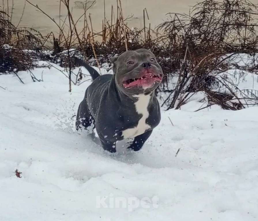 Собаки в Боровске: Американский булли ищет невесту Мальчик, Бесплатно - фото 5