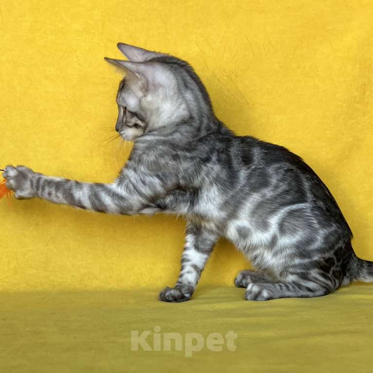 Кошки в Москве: Бенгальский котёнок серебро уголь Мальчик, Бесплатно - фото 3