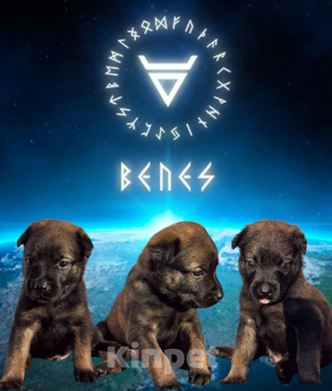 Собаки в Донецке: Бронь на щенка Мальчик, 55 000 руб. - фото 4