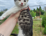 Кошки в Саратове: Котёнок девочка ищет дом Девочка, Бесплатно - фото 3
