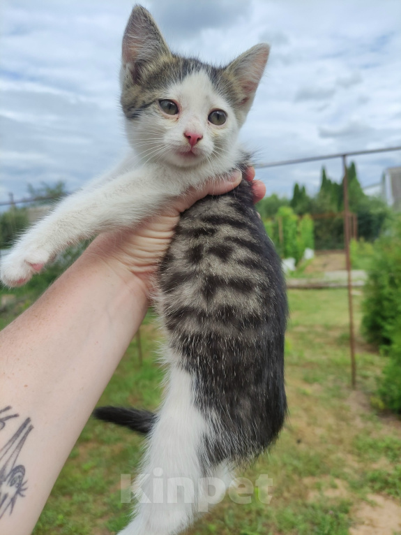 Кошки в Саратове: Котёнок девочка ищет дом Девочка, Бесплатно - фото 3