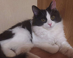 Кошки в Лысково: Кошка в добрые руки, 5 руб. - фото 3