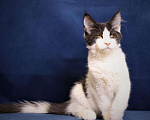 Кошки в Ливны: Котёнок Мейн кун, 50 000 руб. - фото 2