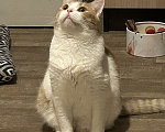 Кошки в Москве: Убежал котик бело-рыжий в южном Измайлово  Мальчик, 10 000 руб. - фото 6