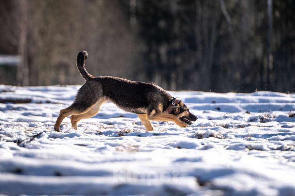 Собаки в Клине: Доня — собачка с добрым нравом Девочка, Бесплатно - фото 5