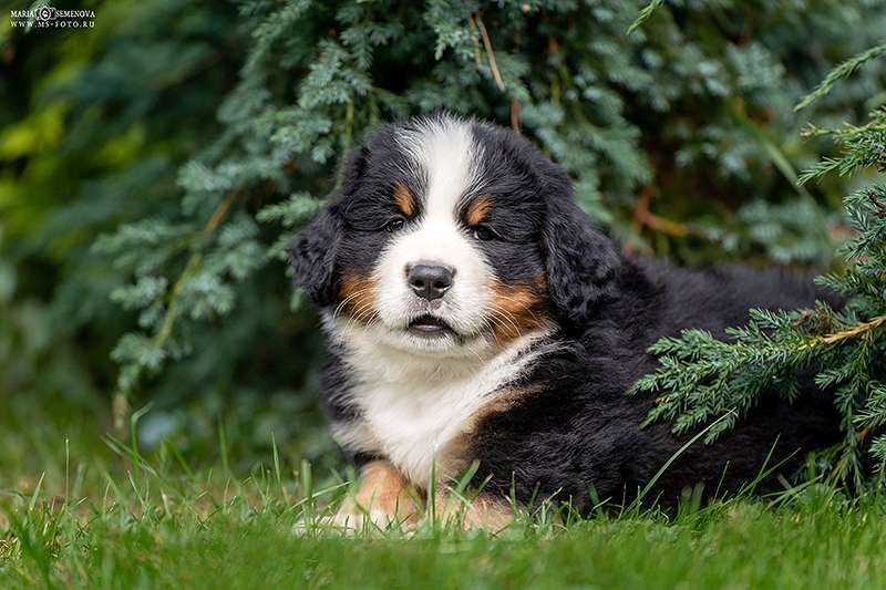 Собаки в Волоколамске: Бернский Зенненхунд, питомник РКФ. Мальчик, Бесплатно - фото 2