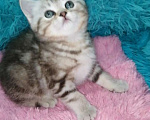 Кошки в Москве: Шотландские котята шиншилла  Девочка, 18 000 руб. - фото 10