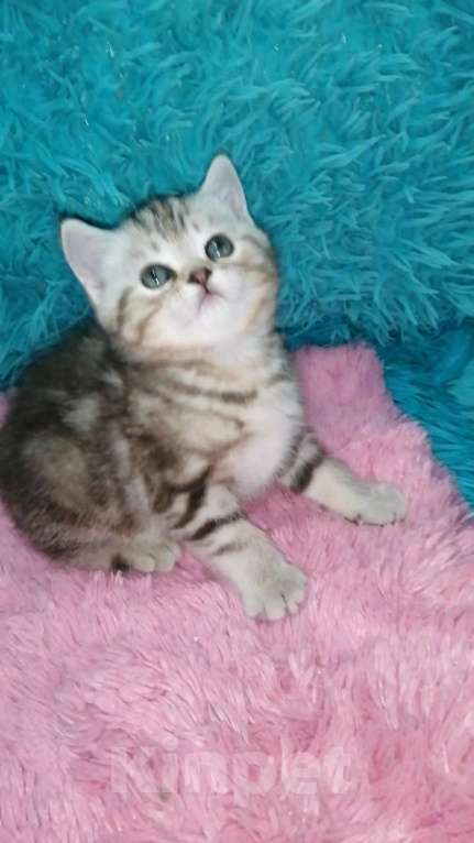 Кошки в Москве: Шотландские котята шиншилла  Девочка, 18 000 руб. - фото 10