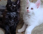 Кошки в Амурске: Котята мейн кун Мальчик, Бесплатно - фото 2