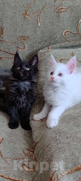 Кошки в Амурске: Котята мейн кун Мальчик, Бесплатно - фото 2