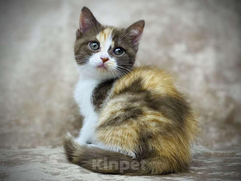 Кошки в Люберцах: Британский котенок Девочка, 50 000 руб. - фото 5