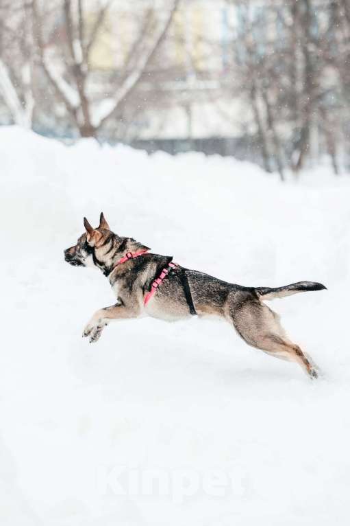 Собаки в Москве: Маленькая Тая из приюта Девочка, Бесплатно - фото 2
