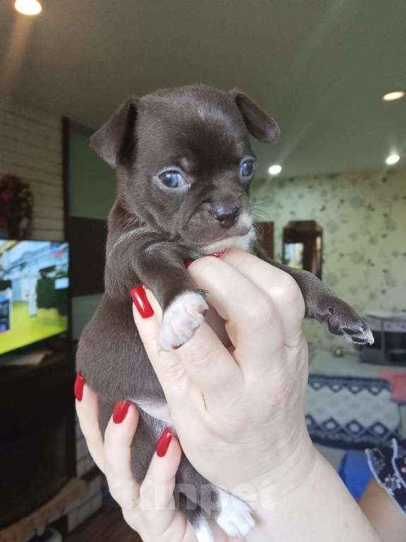 Собаки в Волгограде: Девочка горький шоколад  Девочка, 35 000 руб. - фото 2