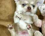Собаки в Ростове-на-Дону: Чихуа Девочка, 35 руб. - фото 1
