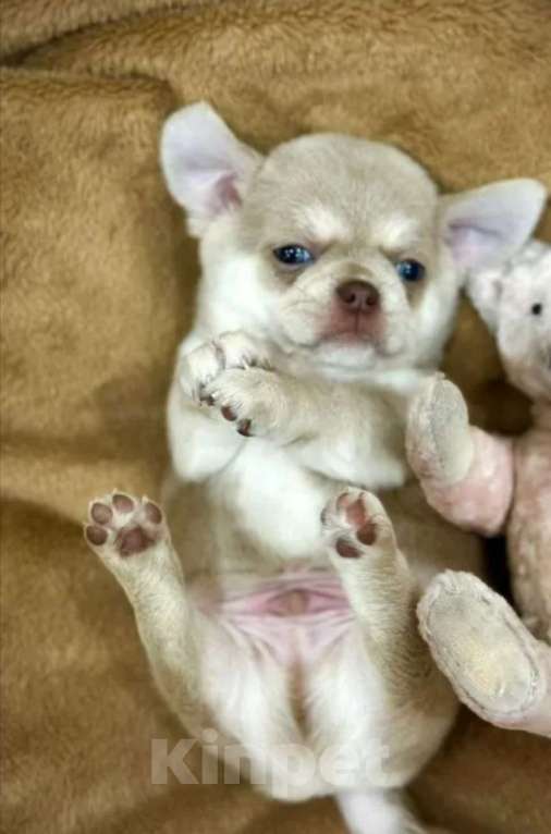 Собаки в Ростове-на-Дону: Чихуа Девочка, 35 руб. - фото 1