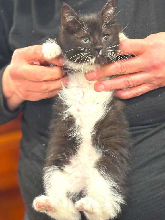 Кошки в Москве: Пушистый Фунтик. Котенок в добрые руки. Мальчик, Бесплатно - фото 6