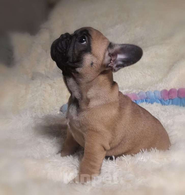 Собаки в Находке: Французский бульдог! Шикарная красотка! КВАДРО генетика!  Девочка, Бесплатно - фото 2