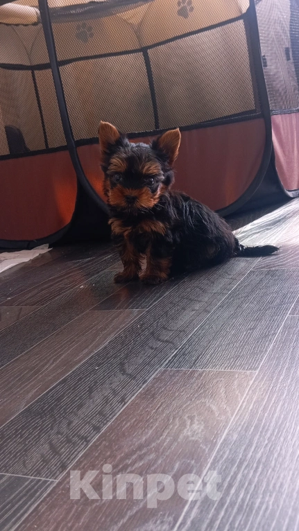 Собаки в Новосибирске: Продам сладкого Йоркширского терьера(миник)  Мальчик, 35 000 руб. - фото 3