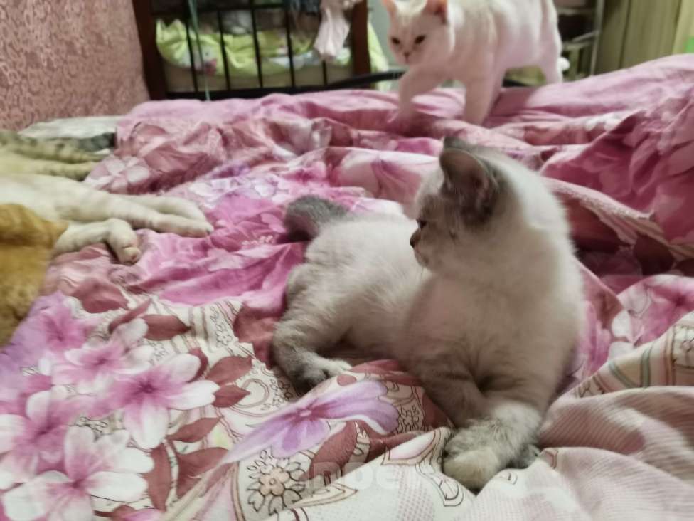 Кошки в Москве: Шотландские котята  Девочка, 10 000 руб. - фото 3