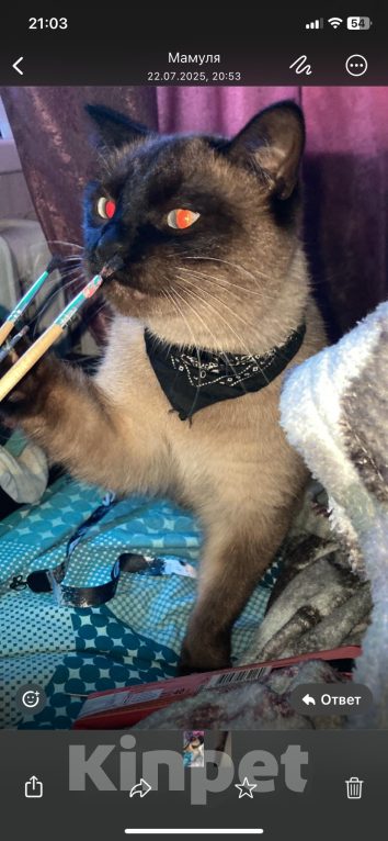 Кошки в Великом Луке: Китя потерялся  Мальчик, 2 500 руб. - фото 3